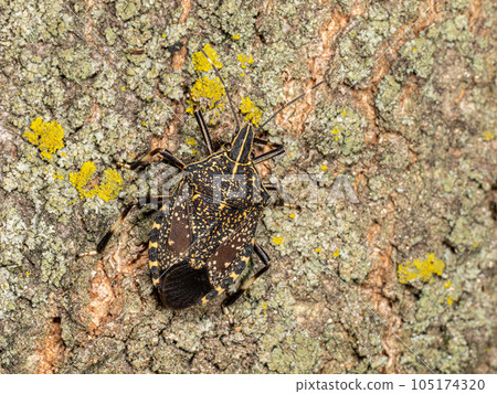 [Insect] Yellow stink bug perched on a tree 105174320
