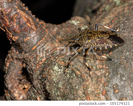 [Insect] Yellow stink bug perched on a tree 105174321