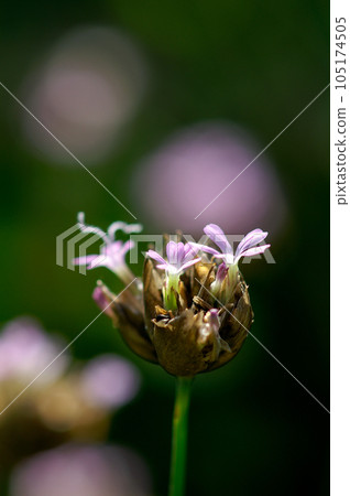 Inuko Mochi Nadeshiko 105174505