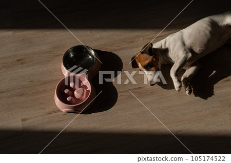 A double bowl for slow feeding and a bowl of water for the dog. The dog Jack Russell Terrier lies near a pink plate with dry food on a wooden floor. A double bowl for slow feeding and a bowl of water for the dog. The dog Jack Russell Terrier lies near a pink plate with dry food on a wooden floor. 105174522