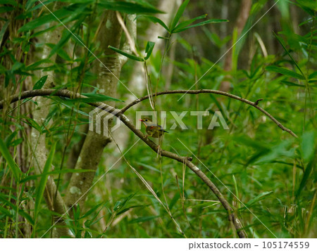 一隻紅蝴蝶棲息在樹枝上 一隻紅蝴蝶棲息在樹枝上 105174559