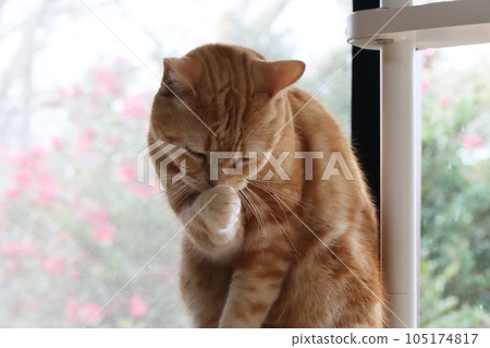 對不起。貓 美國短毛貓 紅虎斑貓 105174817