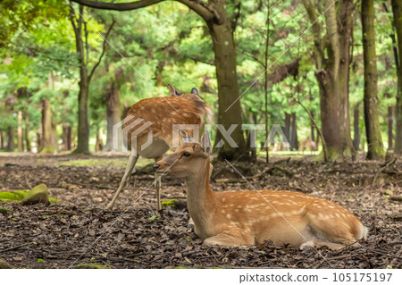鹿在樹蔭下乘涼 105175197