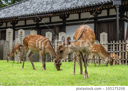 東大寺二月堂境內的鹿 105175208