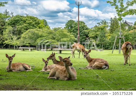 Deer in Nara Park 105175226
