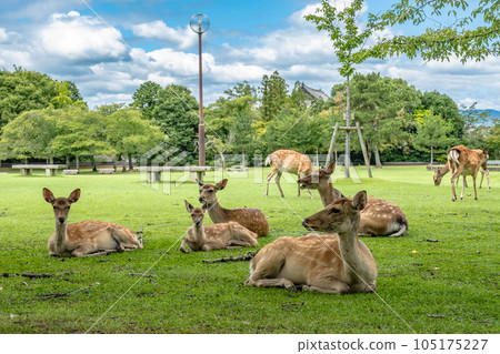 Deer in Nara Park 105175227