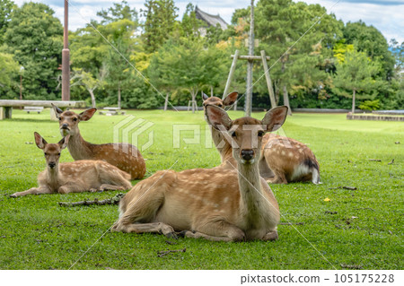 Deer in Nara Park 105175228