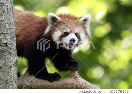 Laughing red panda on the tree Laughing red panda on the tree 105176102