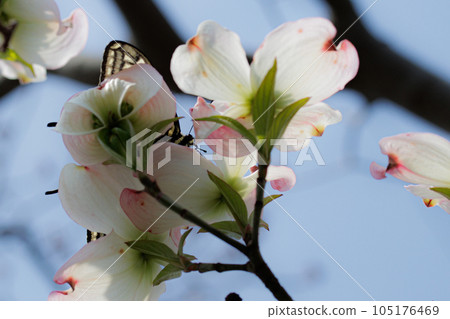 Dogwood 105176469