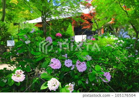 [大阪府] 寬寺的藥師堂和繡球花 105176504