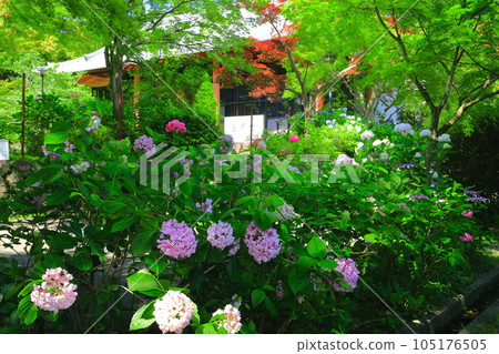 [大阪府] 寬寺的藥師堂和繡球花 105176505