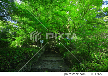 [大阪府] 綠意盎然的寬慈寺 105176510