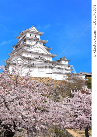 [Hyogo Prefecture] Himeji Castle in fine weather and cherry blossoms in full bloom 105176572