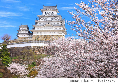 [Hyogo Prefecture] Himeji Castle in fine weather and cherry blossoms in full bloom 105176579