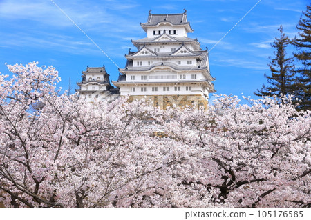 [Hyogo Prefecture] Himeji Castle in fine weather and cherry blossoms in full bloom 105176585