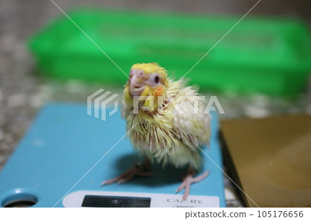 Cockatiel Cockatiel 105176656