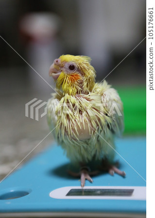 Cockatiel Cockatiel 105176661