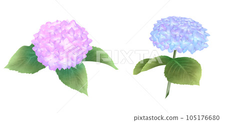 Pink and blue hydrangea set watercolor Pink and blue hydrangea set watercolor 105176680