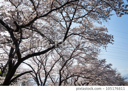山梨縣勝沼市神六櫻公園的櫻花 105176811