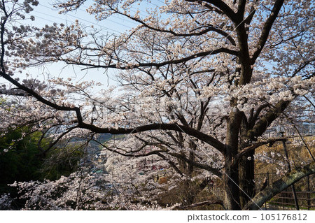 Sakura in Jinrokuzakura Park, Katsunuma City, Yamanashi Prefecture 105176812