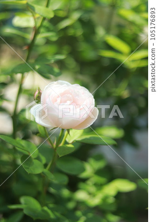 淺玫瑰色粉紅色 105176893