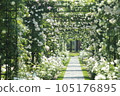 walkway with roses 105176895
