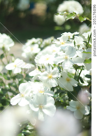 特寫白玫瑰 105176896