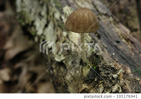 Satoyama scenery A mushroom growing from a fallen oak tree Akachishiotake 105176941