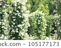 White rose arch 105177173