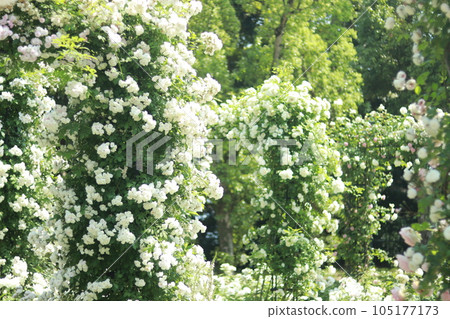 White rose arch White rose arch 105177173