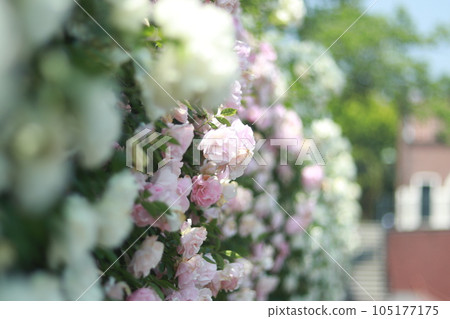 White and pink roses blooming along the road White and pink roses blooming along the road 105177175