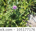 Thistle blooming on the road 105177176
