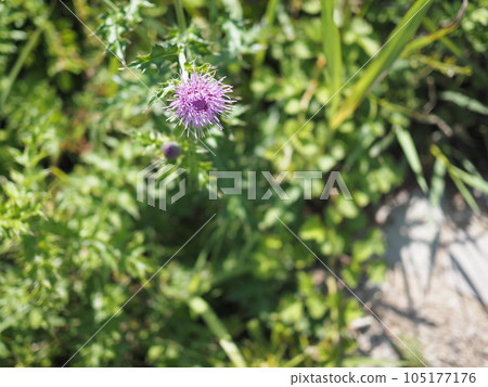 Thistle blooming on the road Thistle blooming on the road 105177176