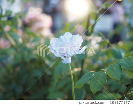 點燃了白玫瑰 點燃了白玫瑰 105177177