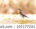 築巢野鳥的低角度拍攝 105177241