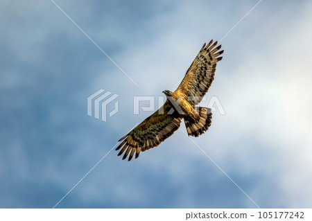 一隻鷹在天空飛翔 105177242