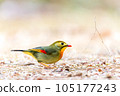 美麗的野鳥外來物種 105177243