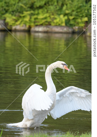 A flying swan A flying swan 105177502
