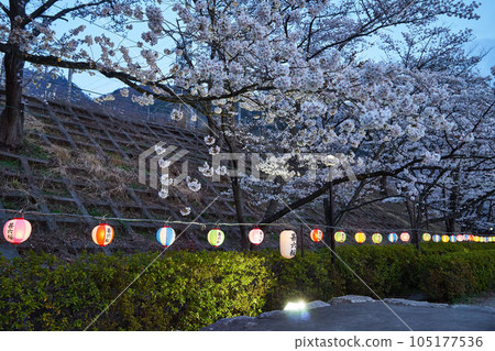 Sakura and lanterns at Katsunumabudokyo Station in Yamanashi Prefecture 105177536