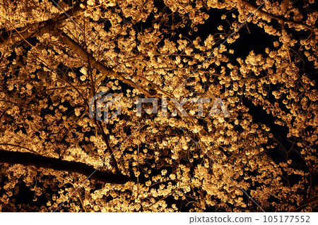 Night cherry blossoms in Jinrokuzakura Park, Katsunuma City, Yamanashi Prefecture Night cherry blossoms in Jinrokuzakura Park, Katsunuma City, Yamanashi Prefecture 105177552