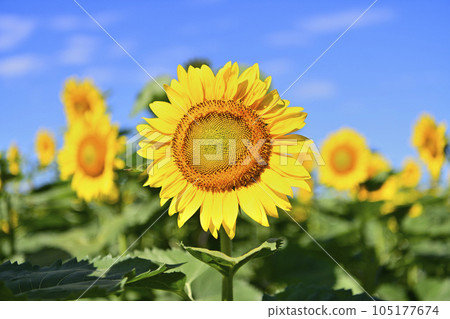 Sun Flower Sun Flower 105177674