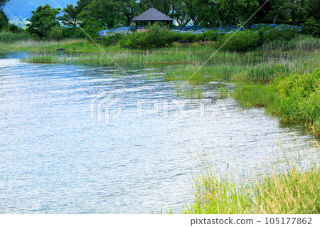 河口湖畔盛開的夏日花朵,絢麗多彩 河口湖畔盛開的夏日花朵,絢麗多彩 105177862