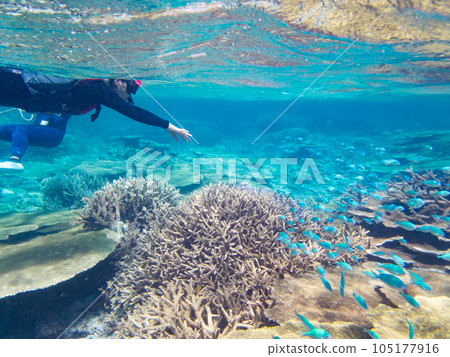 A woman snorkeling the coral reef of Yaebise 105177916
