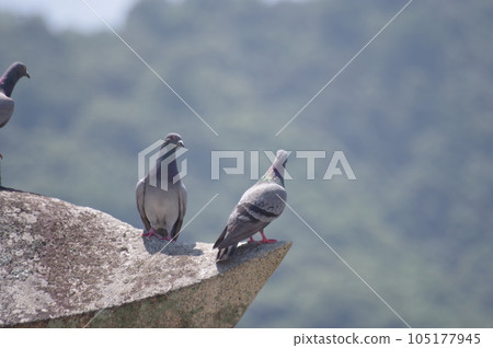 擁抱鴿子 105177945