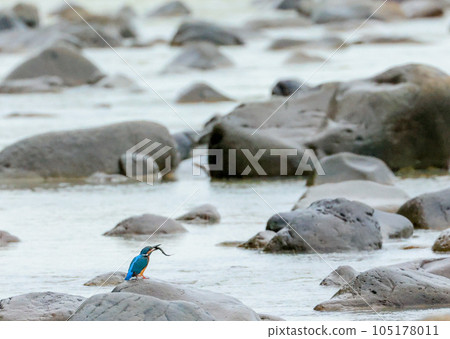 景觀與翠鳥 105178011