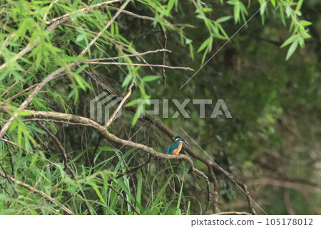 景觀與翠鳥 105178012