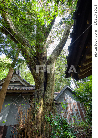 秋田縣神社區高聳的老信濃樹 秋田縣神社區高聳的老信濃樹 105178013