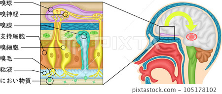 Olfactory illustration Japanese Olfactory illustration Japanese 105178102