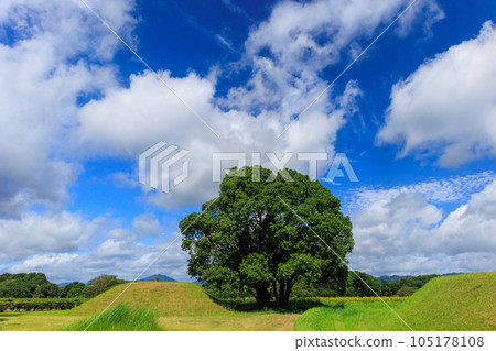 Blue sky and tree Blue sky and tree 105178108
