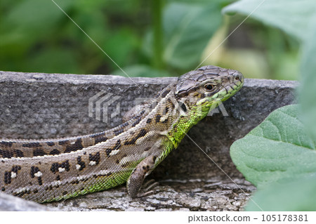 Close-up a lizard on the natural background. Close-up a lizard on the natural background. 105178381